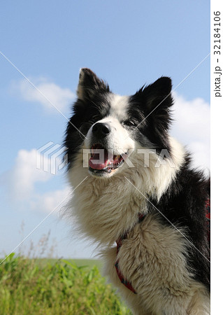 犬 年賀状素材 犬 年賀状素材 32184106