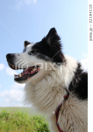 犬 年賀状素材 犬 年賀状素材 32184110