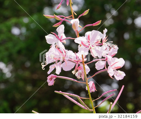 サクラバラ　淡ピンク 32184159