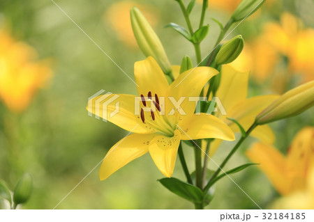 ところざわゆり園 ところざわゆり園 32184185