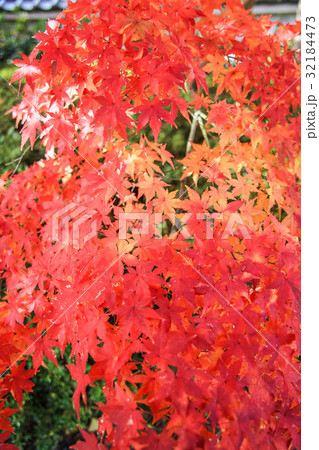 紅葉 32184473