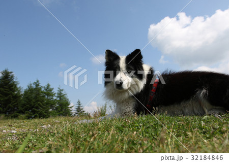 犬　年賀状素材 32184846