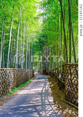 竹林の小道 32185162