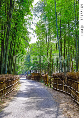 竹林の小道 32185164