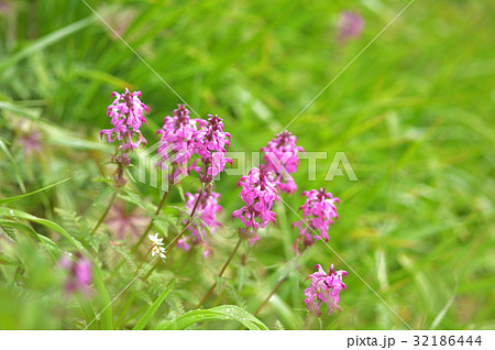 ヨツバシオガマ 谷川主稜線万太郎山 ヨツバシオガマ 谷川主稜線万太郎山 32186444
