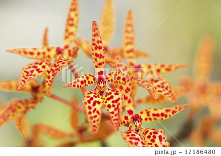 原種洋ランRenanthera monachicaの写真 32186480