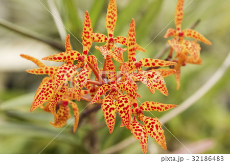 原種洋ランRenanthera monachicaの写真 32186483