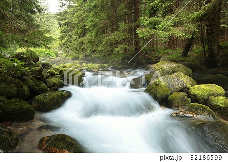 Forest stream, Tatra National Park in Poland Forest stream, Tatra National Park in Poland 32186599