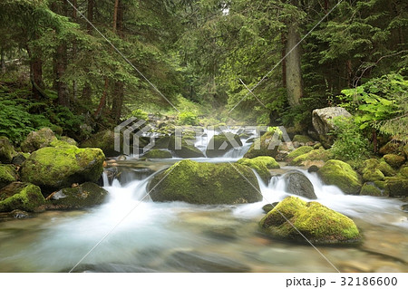Forest stream, Tatra National Park in Poland 32186600