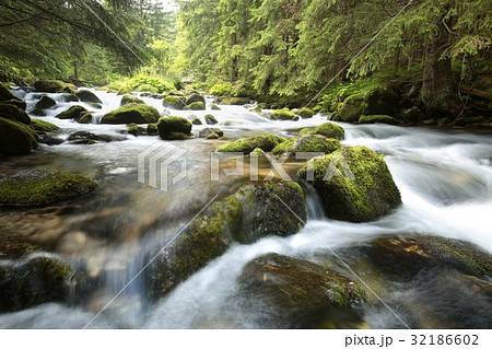 Forest stream, Tatra National Park in Poland 32186602