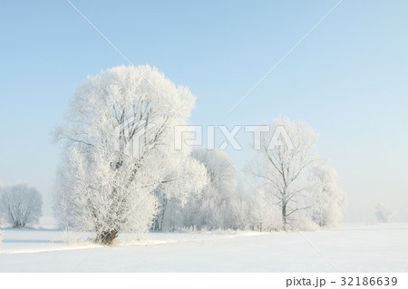 Frosty winter tree in the field in a sunny morning 32186639