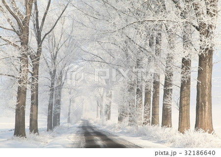 Winter rural road among frosted trees at dawn Winter rural road among frosted trees at dawn 32186640