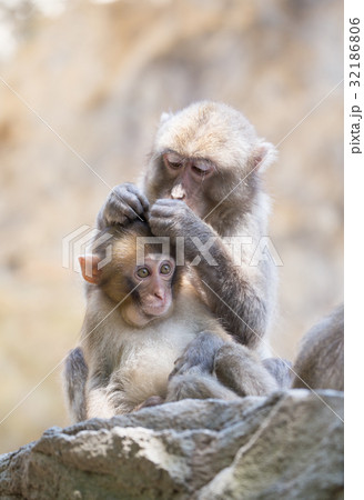 猿の親子の毛繕いの写真素材
