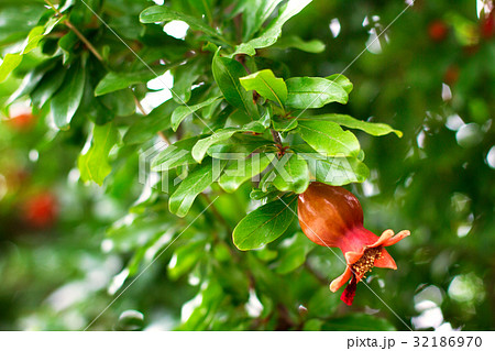 Branch of pomegranate tree with flowers Branch of pomegranate tree with flowers 32186970