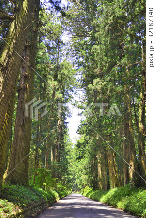 日光の杉並木 日光の杉並木 32187340