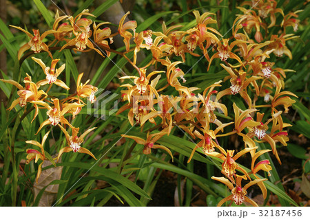 シンビジウム 32187456