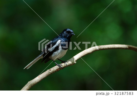 Oriental Magpie Robin bird 32187583