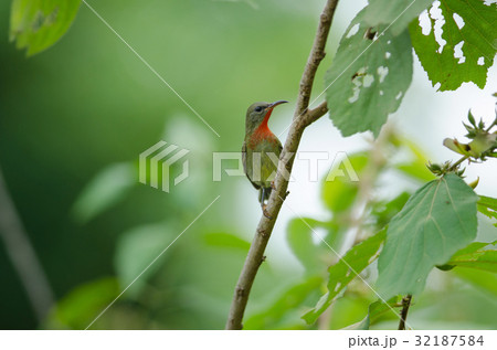 Crimson Sunbird perching on a branc 32187584