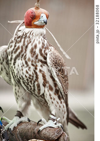 falcon saker detail falcon saker detail 32188068