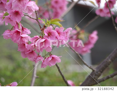 桜の花 32188342