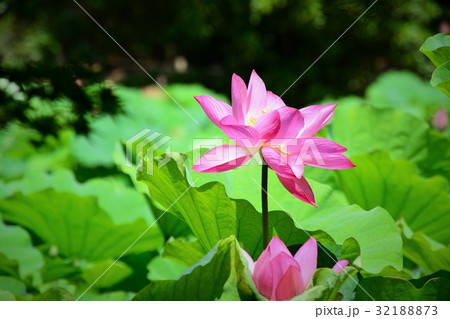 ハスの花 32188873