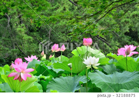 ハスの花 32188875