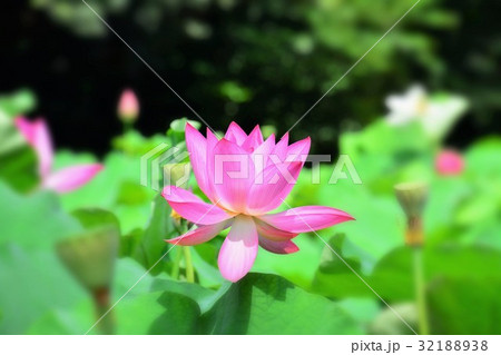 ハスの花 32188938