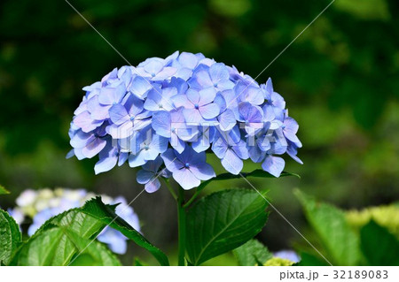 あじさいの花 あじさいの花 32189083