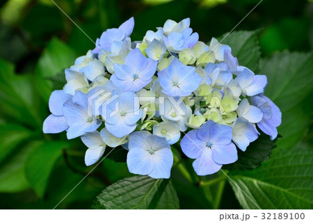 アジサイ花 32189100