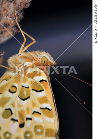 ラベンダー と ツマグロヒョウモン 32189105