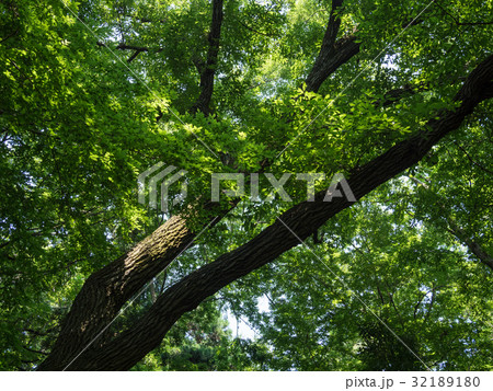 雑木林のコナラ 雑木林のコナラ 32189180