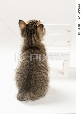 子猫 子猫 32189988