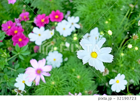 コスモスの花 コスモスの花 32190723