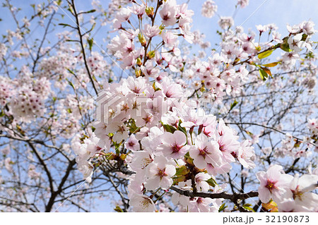 オニウシ公園の桜 32190873