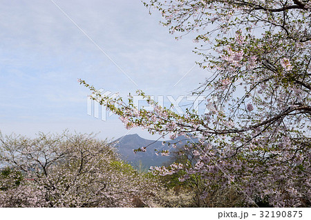 オニウシ公園の桜 32190875