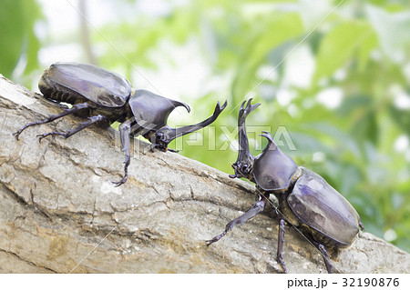 日本のカブトムシ 日本のカブトムシ 32190876