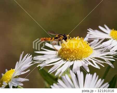 ヒメジョオンの花とホソヒラタアブ ヒメジョオン ハナアブ ヒメジョオンの花とホソヒラタアブ ヒメジョオン ハナアブ 32191016