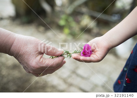 ピンクの花を手渡す老人と子供 ピンクの花を手渡す老人と子供 32191140