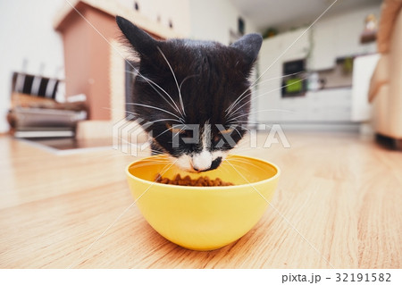 The hungry cat eating from bowl 32191582