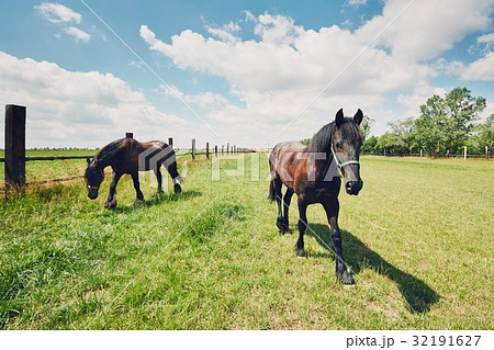 Two horses on the pasture Two horses on the pasture 32191627