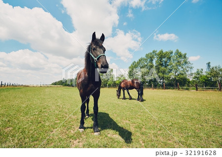Two horses on the pasture Two horses on the pasture 32191628