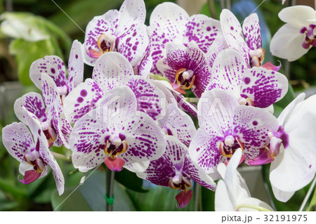 Colorful orchids Home Colorful orchids Home 32191975