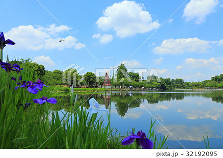 浮間公園の花菖蒲とトンボ 32192095