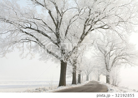 Winter lane among the oak trees covered with frost Winter lane among the oak trees covered with frost 32192855