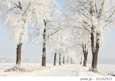 Dirt road among the frosted trees Dirt road among the frosted trees 32192915