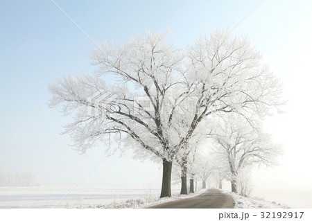 Frosty winter trees along a rural lane 32192917