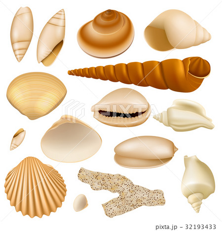 Realistic Seashell Collection Realistic Seashell Collection 32193433