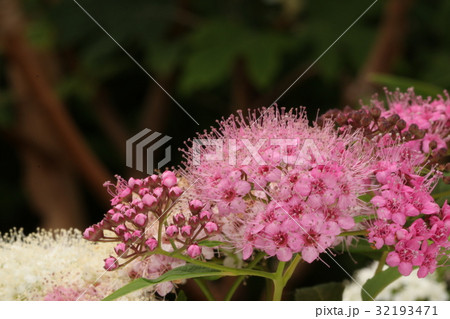 ノコギリソウ 32193471