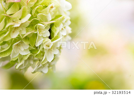 カシワバ紫陽花 32193514