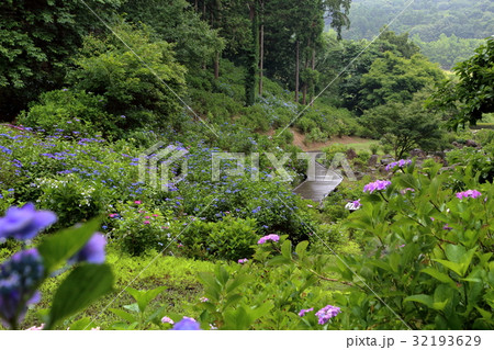 ロマンチック茨城 （アジサイの花園へとつづく花道は、しっとりと濡れていた。）涸沼自然公園あじさい祭り 32193629